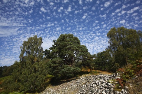Trees at Dundreggan